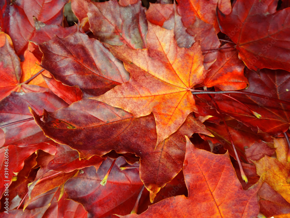 Wall mural autumn background forest with maple trees and sunny beams
