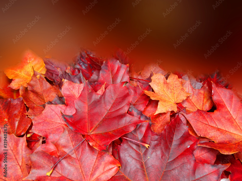 Canvas Prints autumn background forest with maple trees and sunny beams
