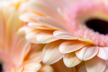Close-up highlighting the beautiful details gerbera. floral letter illustration, event invites,...