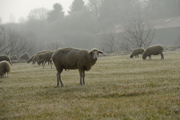 Fototapeta premium Herdentier. Schaf steht auf der winterlichen Wiese