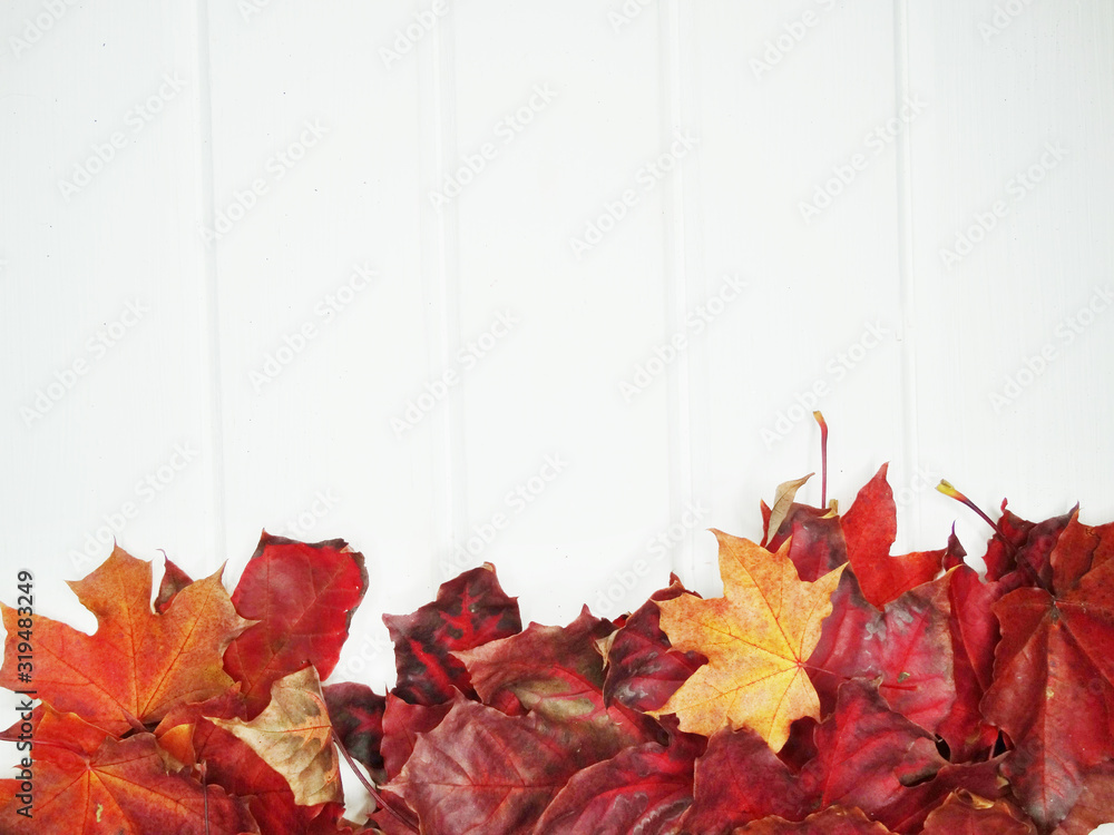 Wall mural autumn forest with maple trees on wooden background