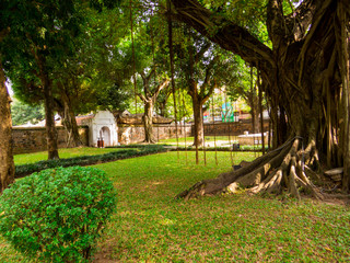 Bodhi Tree in the Temple of Literature (Vietnamese: Van Mieu) in Hanoi, Vietnam