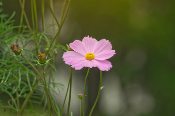 Beautiful cosmos flowers in the field - 319483255