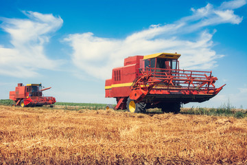 Combine harvesting in a field of golden wheat.