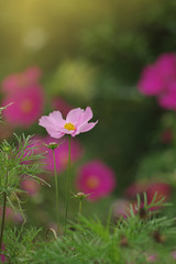 Beautiful cosmos flowers in the field - 319483482