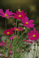 Beautiful cosmos flowers in the field - 319483619