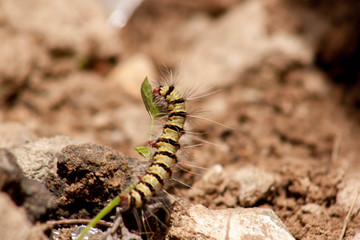 caterpillar feeding 