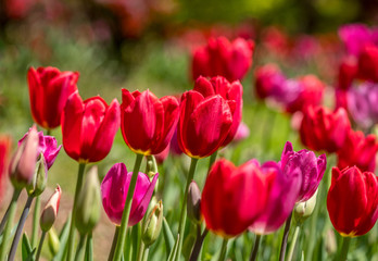 Red and magenta tulips closeup
