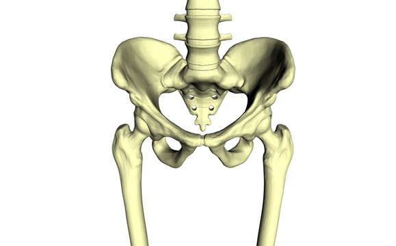 Skeleton on a white background. Pelvic bone. Hip. Part of the body. Medical examination. Human. 3d rendering.