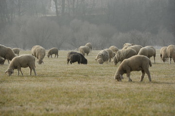 Obraz na płótnie Canvas Schwarzes Schaf in der Herde