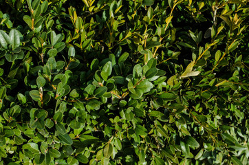 Green vegetation. Wall of green leaves. Bushes by the road.