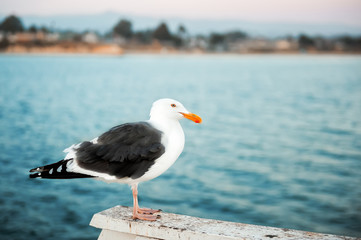 Closeup of seagull on pier in day time near ocean in California, USA. Waterfowl seabird looking away