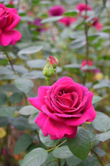 Beautiful pink rose bud blooming on the flowerbed in the garden