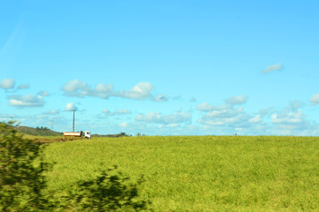 Fototapeta na wymiar sugar cane plantations, Arajacu, Sergipe, Brazil 