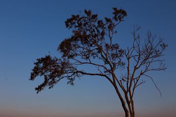 Beautiful landscape image with trees silhouette at twiligth