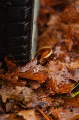Autumn leaves lie under the wheel of a car