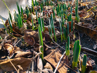 Young green shoots of flowers among dry leaves in early spring on a warm sunny day.