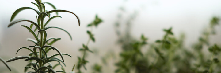Indoor micro greens and garden room concept. Green spices rosemary and oregano plant on windowsill in winter and autumn season. Banner of nature background with copyspace. Stock photo.