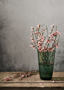 Still life with a bouquet of blooming pink genista cytisus flowers in green glass vase on rustic stone background. Selective focus. 
