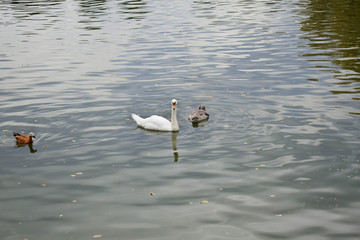 White swan and a grey cignet floating in the pond