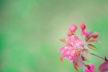 Fototapeta na wymiar Soft focused bright flowering apple tree branch covered with lot of pink flowers on blurred green background with leaves bokeh. Bright color nature spring design for any purposes with copy space.