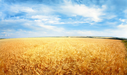 Fototapeta premium Sky and wheat field landscape. Nature background.