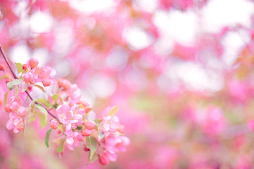Fototapeta na wymiar Soft focused bright flowering apple tree branch covered with lot of pink flowers on blurred pink background with leaves bokeh. Bright color nature spring design for any purposes with copy space.