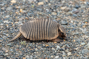 A hairy armadillo found in Patagonia, Argentina