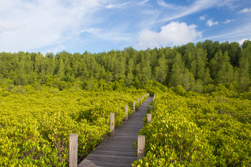 Fototapeta premium Wooden pathway. Tree is green and blur sky.