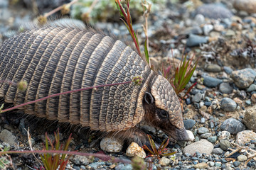 A hairy armadillo found in Patagonia, Argentina