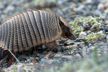 A hairy armadillo found in Patagonia, Argentina