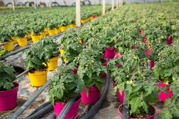 Picture of seedlings of tomatoes growing in pots in greenhouse