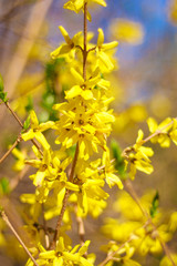 Forsythia is a genus of flowering plants in the olive family Oleaceae. There are about 11 species, mostly native to eastern Asia, but one native to southeastern Europe.