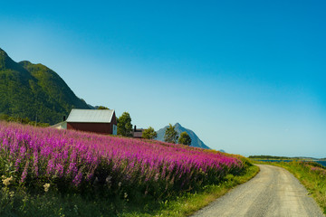 Colorful Country road Norway driving in Northern Norway on the Way to Lofoten on Hinnoya island. Country road Landscape in Norway during Summer.
