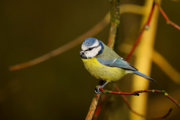 Adult Blue Tit (Cyanistes caeruleus) perched on a branch in the winter sunshine.  Taken at my local nature reserve in Cardiff, Wales, UK