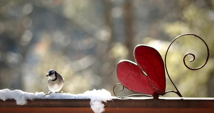 Blue Jay with Heart - 1