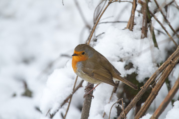 European Robin - Robin in Snow 