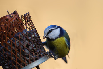 Little Blue tit with a dirty beak sits on the feeder