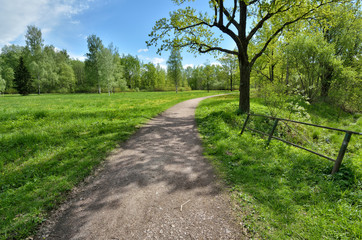 Fototapeta na wymiar Path between trees in the Park.