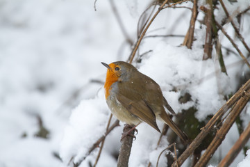 European Robin - Robin in Snow 