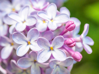 Blooming lilac purple flowers, selective focus. Branch of lilac in the sun light. Blossom in Spring. Spring concept background.