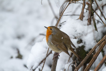 European Robin - Robin in Snow 