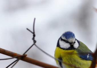 Portrait of Little Blue Tit, which sits behind the fence...