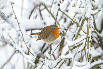 European Robin - Robin in Snow 