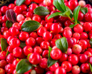 Background of Vaccinium vitis-idaea (lingonberry, partridgeberry or cowberry) Natural food of wild nature, rich in vitamins. Non GMO. Top view. Northern Europe, America and Russia.