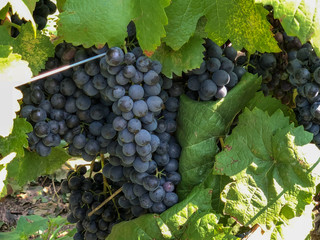 Weintrauben