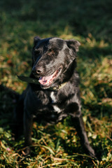 Portrait of cute happy dog smiling, sitting near with volunteer in green park. Adoption from shelter concept. Mixed breed black dog. Sweet black doggy on walk