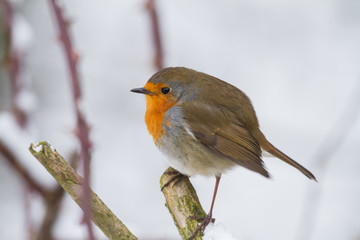 European Robin - Robin in Snow 
