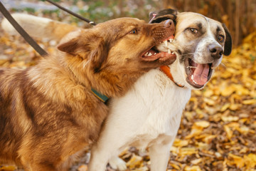 Two cute friends dogs playing together and biting in autumn park. Angry dogs fighting. Adoption from shelter concept. Mixed breed red fluffy and yellow labrador dogs.
