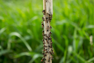 Ants creeping on a straw closeup